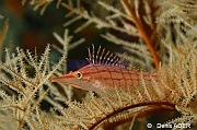 Antipathes dichotoma Oxycirrhites typus Poisson faucon a long nez Wakatobi Batuata Island-21m-20180603-Denis-ADER-DSC_3716_tn